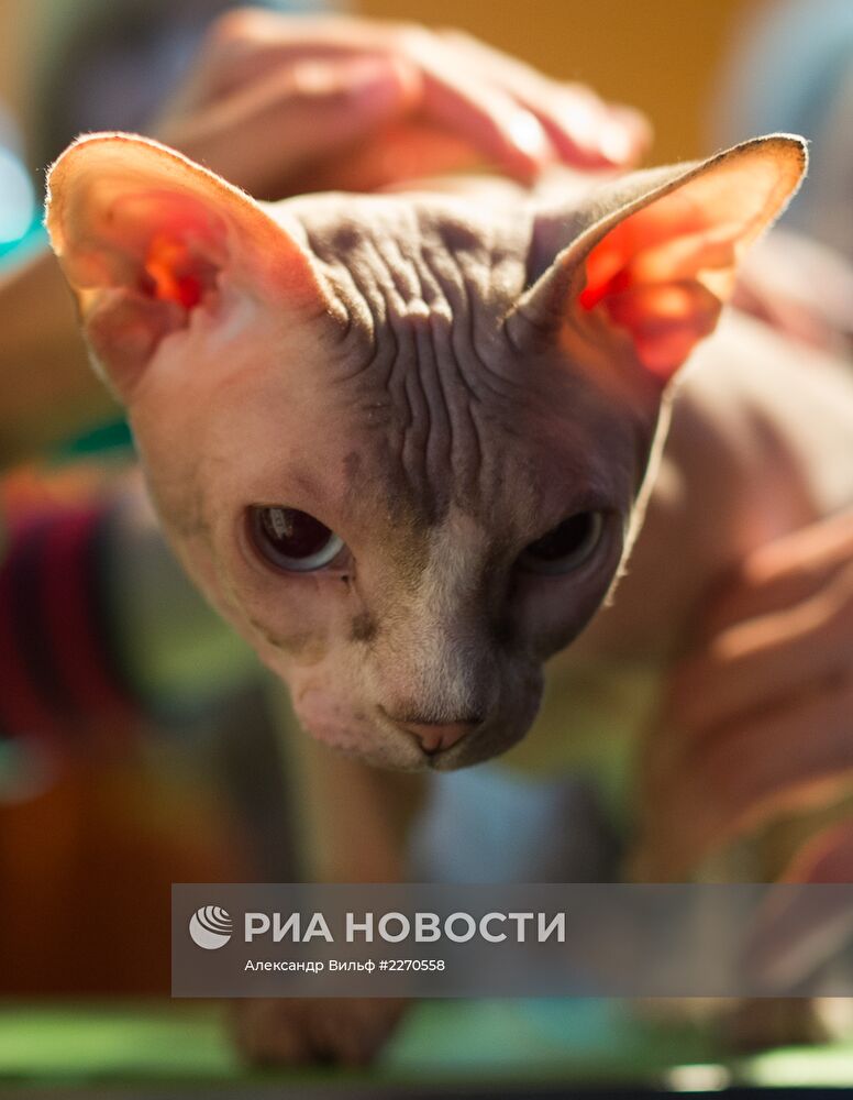 Выставка "ИнфоКот-2013"