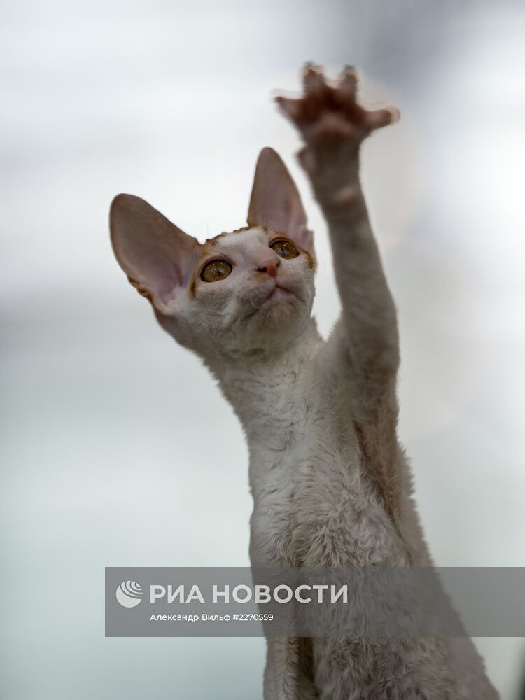 Выставка "ИнфоКот-2013"