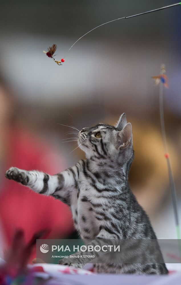 Выставка "ИнфоКот-2013"