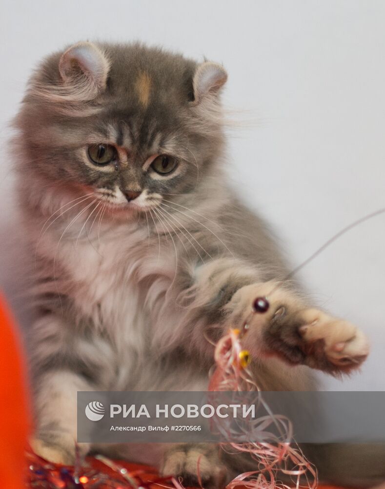 Выставка "ИнфоКот-2013"