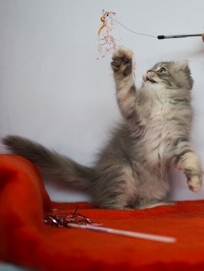 Выставка "ИнфоКот-2013"