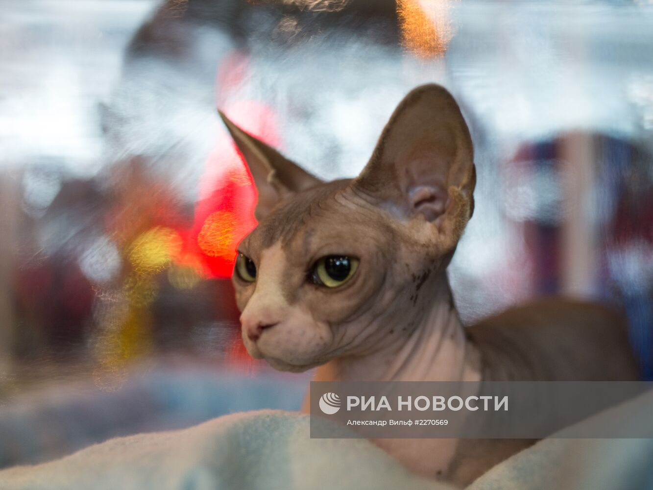 Выставка "ИнфоКот-2013"