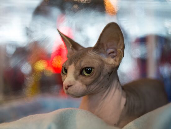 Выставка "ИнфоКот-2013"