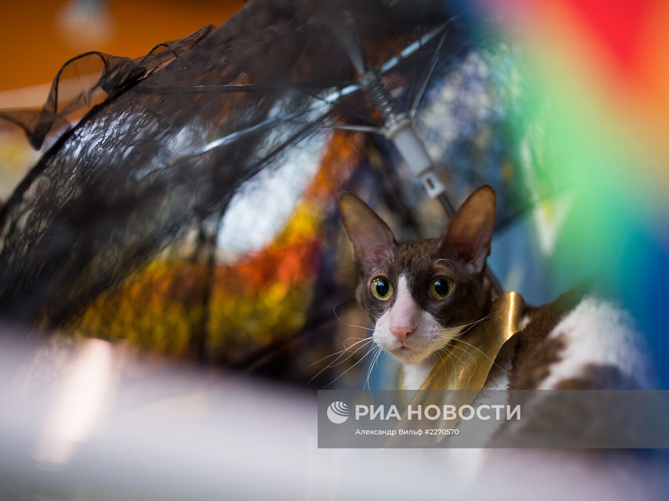 Выставка "ИнфоКот-2013"