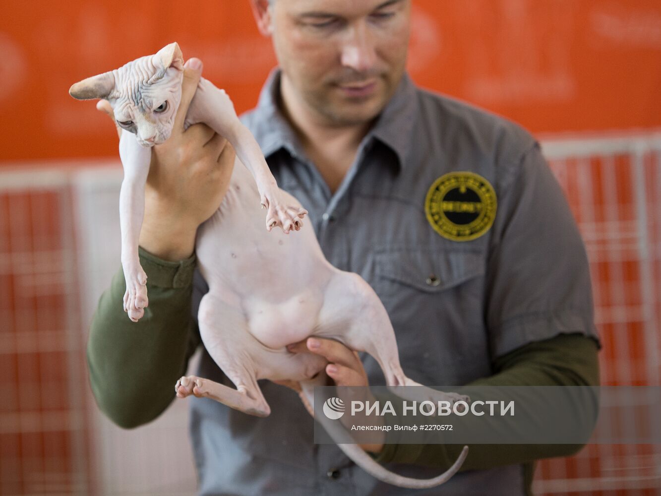 Выставка "ИнфоКот-2013"