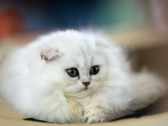 Выставка "ИнфоКот-2013"