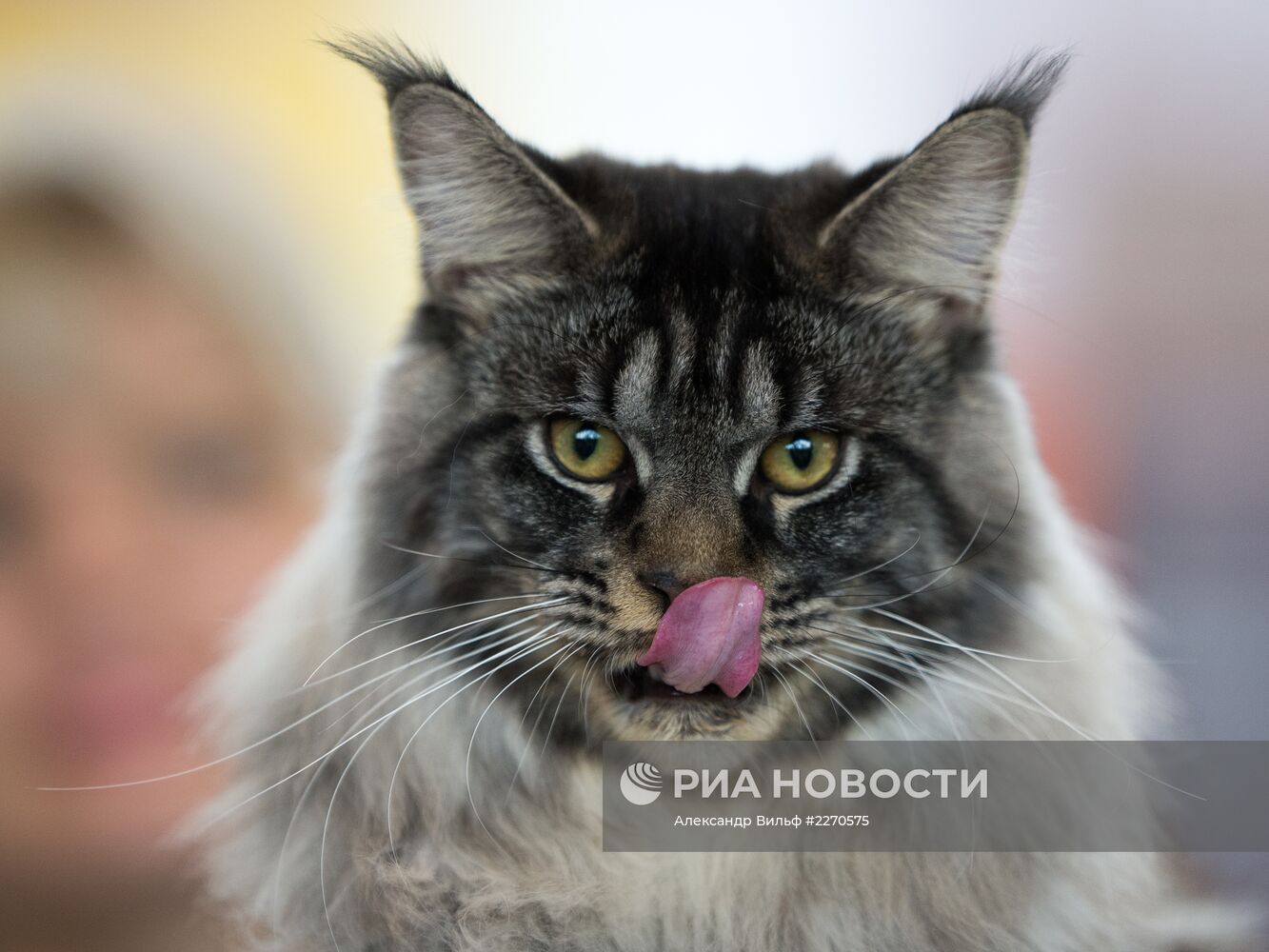 Выставка "ИнфоКот-2013"