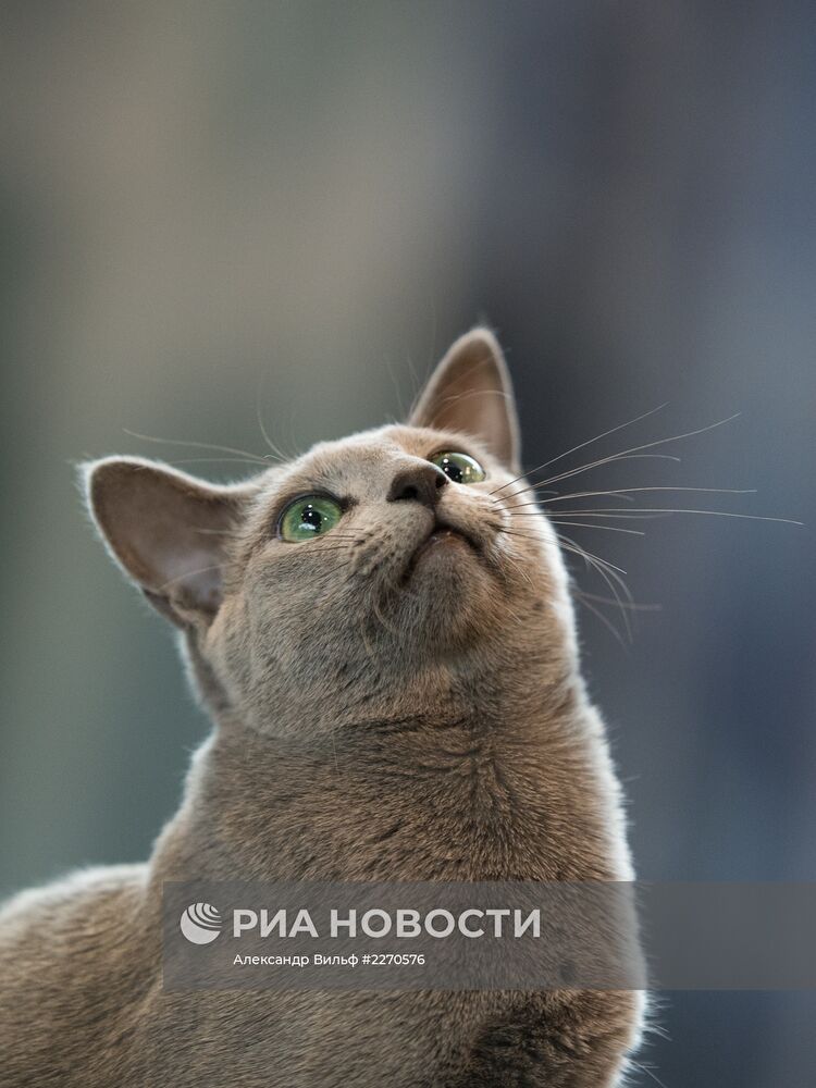 Выставка "ИнфоКот-2013"