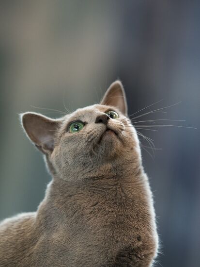 Выставка "ИнфоКот-2013"