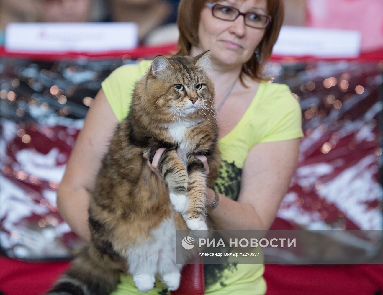 Выставка "ИнфоКот-2013"