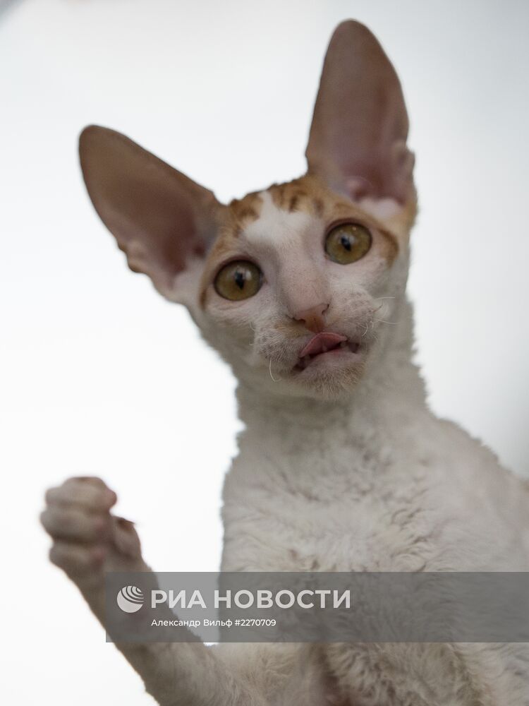 Выставка "ИнфоКот-2013"