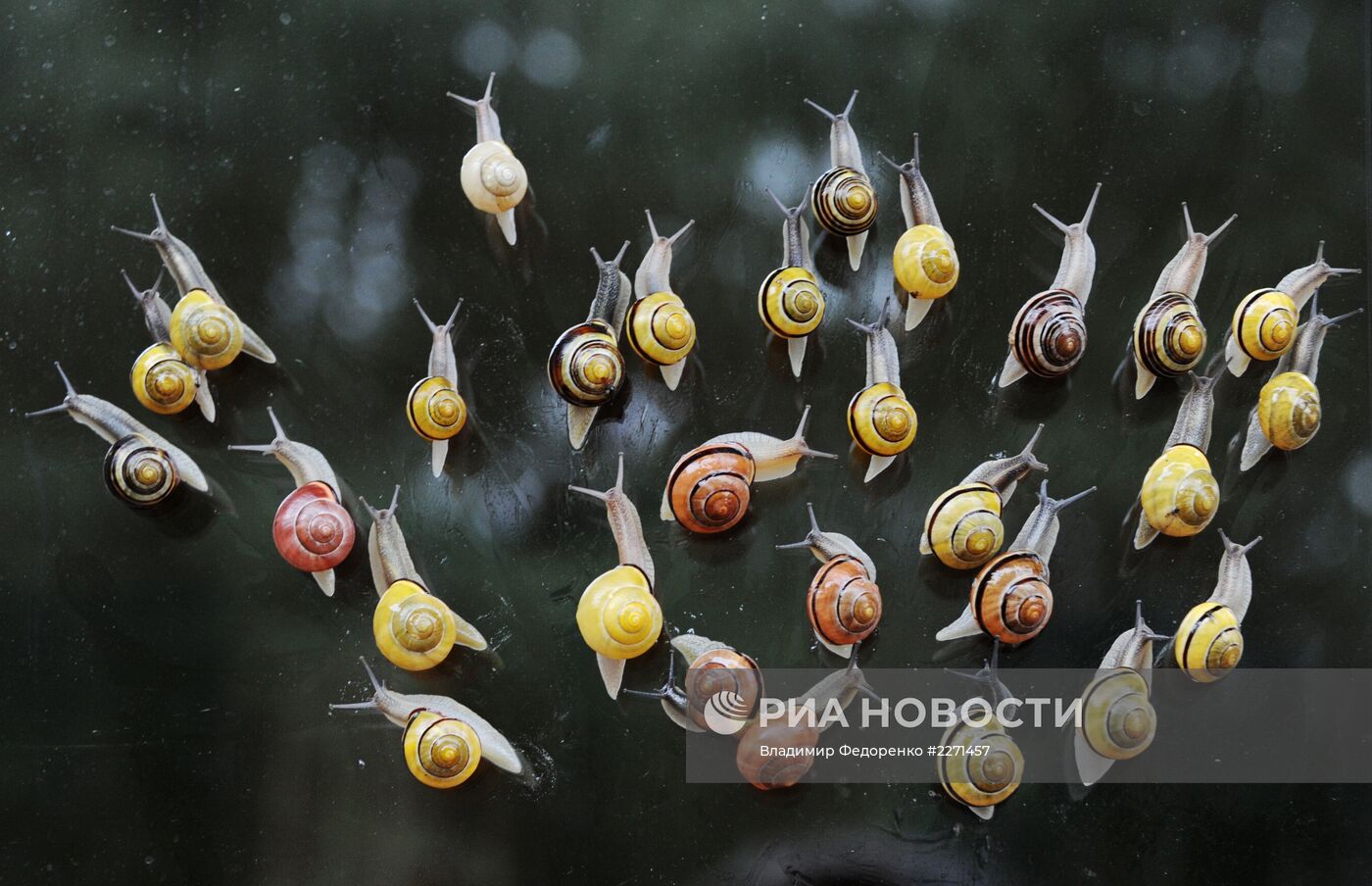 Города России. Светлогорск