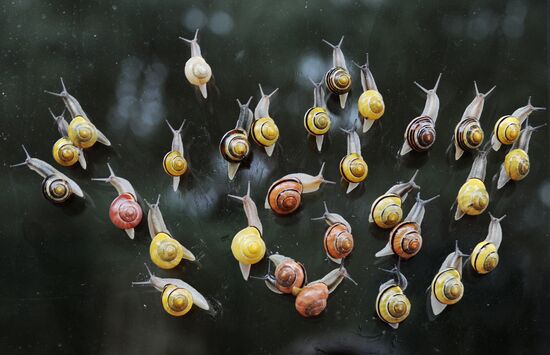 Города России. Светлогорск