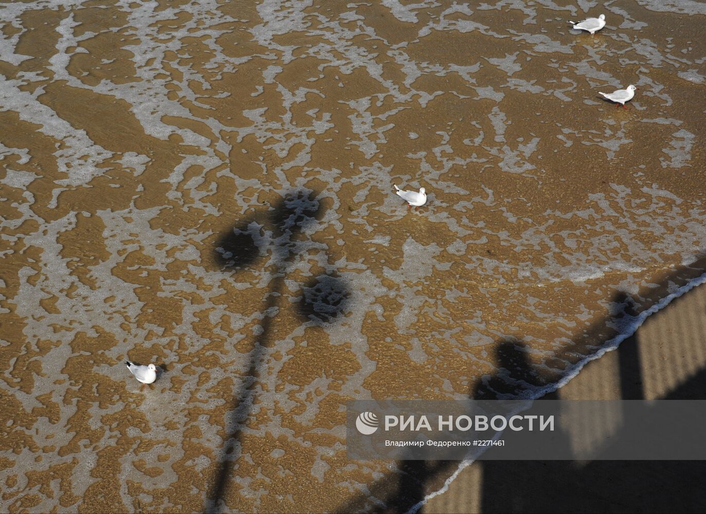 Города России. Светлогорск