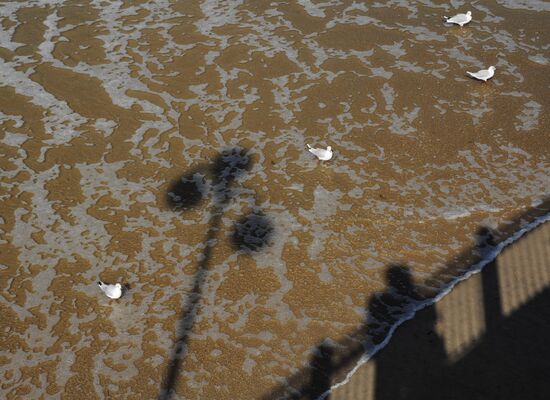 Города России. Светлогорск