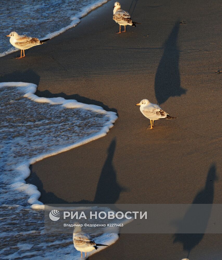 Города России. Светлогорск
