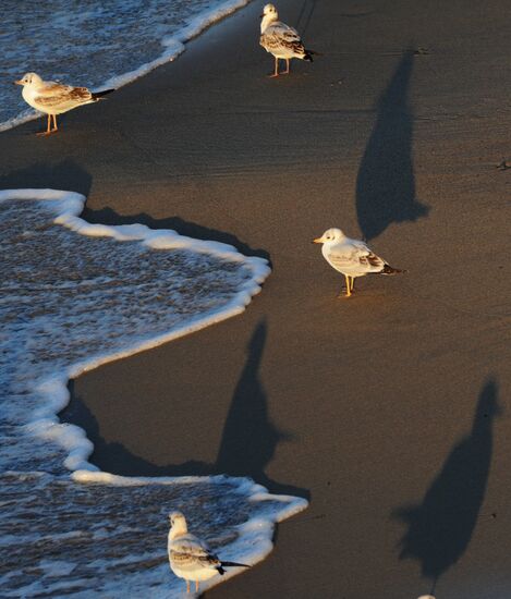Города России. Светлогорск