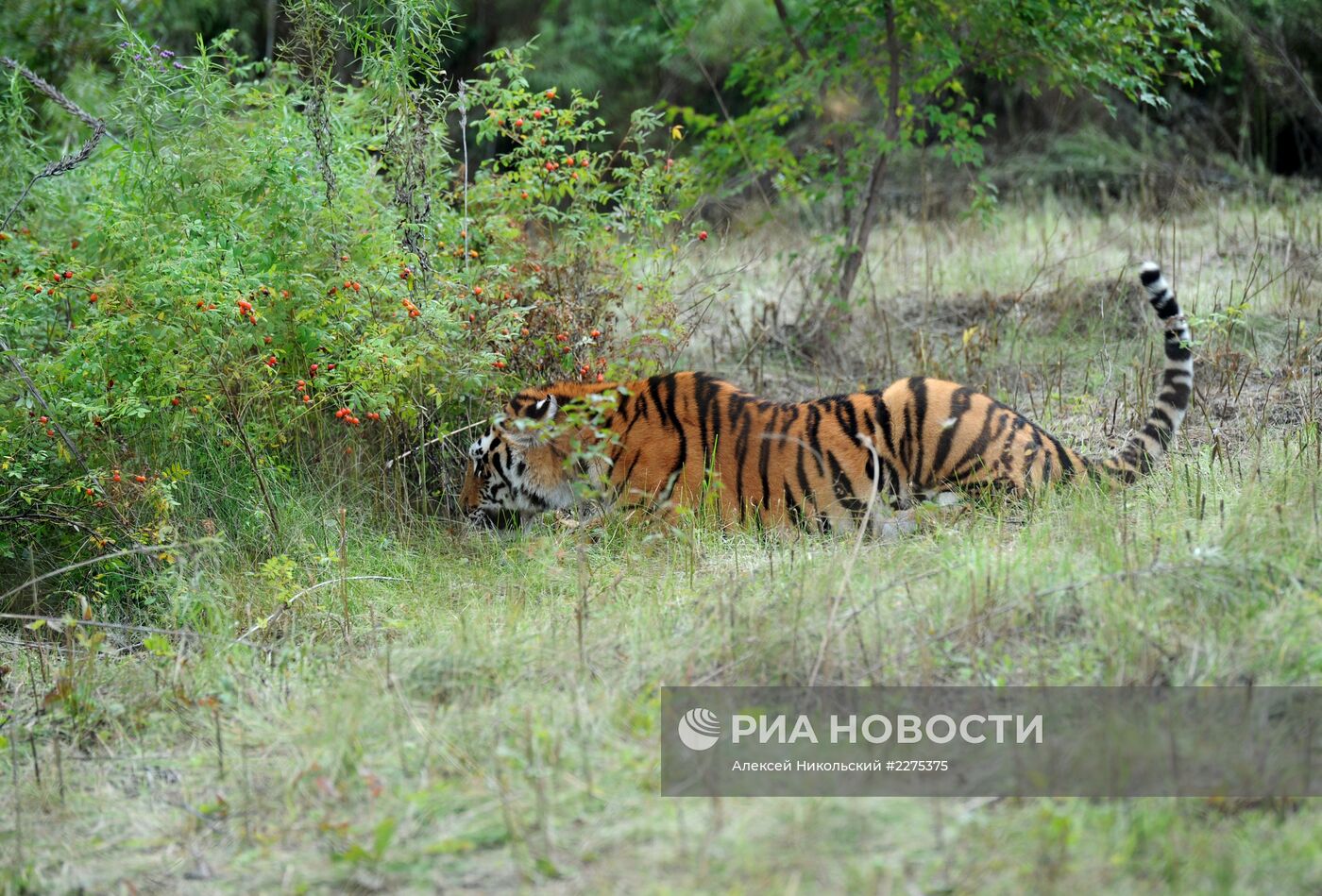 Центр реабилитации и реинтродукции тигров в Приморском крае