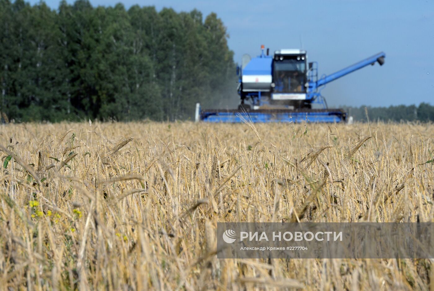 Уборка урожая зерновых в Новосибирской области