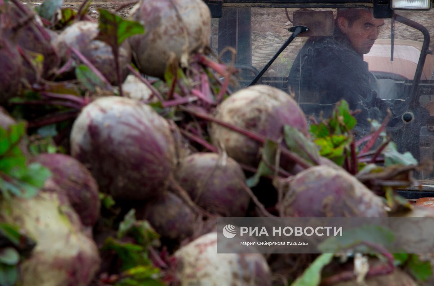 Уборка урожая овощей в Ивановской области
