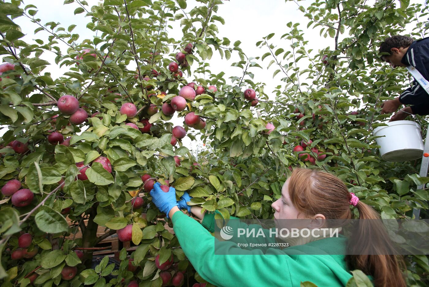 Сбор урожая яблок в Белоруссии