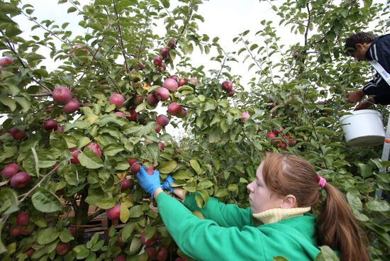 Сбор урожая яблок в Белоруссии