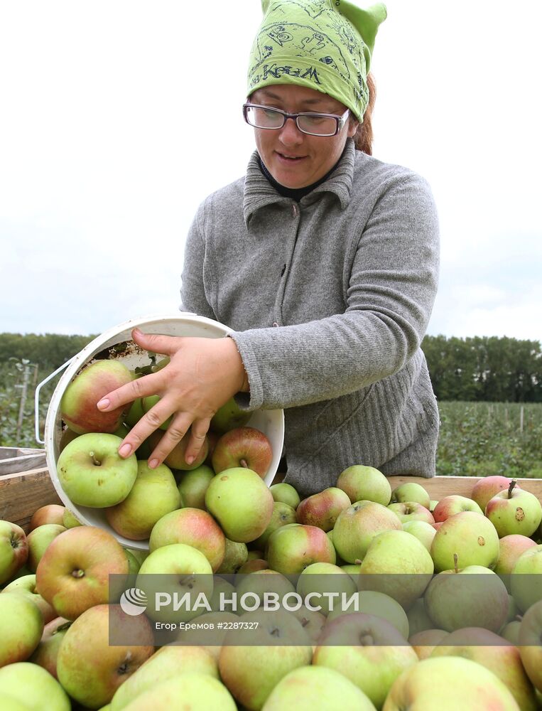 Сбор урожая яблок в Белоруссии