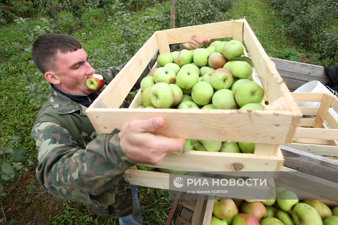 Сбор урожая яблок в Белоруссии