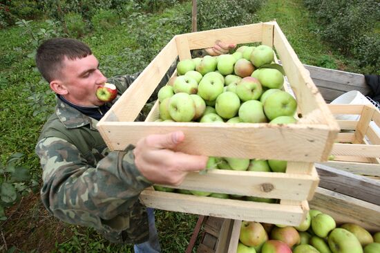 Сбор урожая яблок в Белоруссии