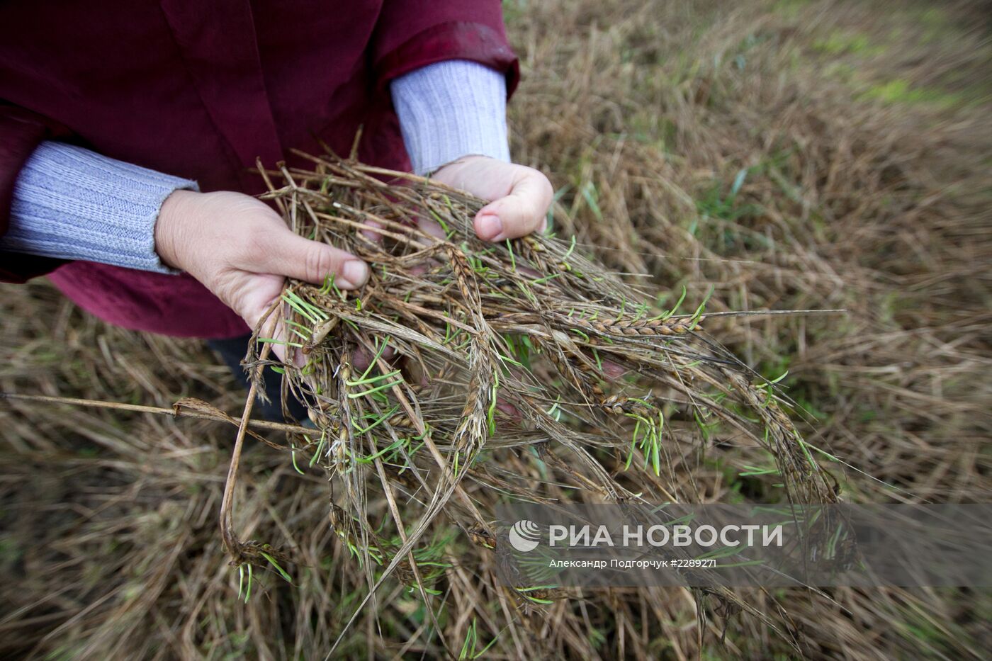 Проблемы с уборкой урожая из-за дождей во Владимирской области