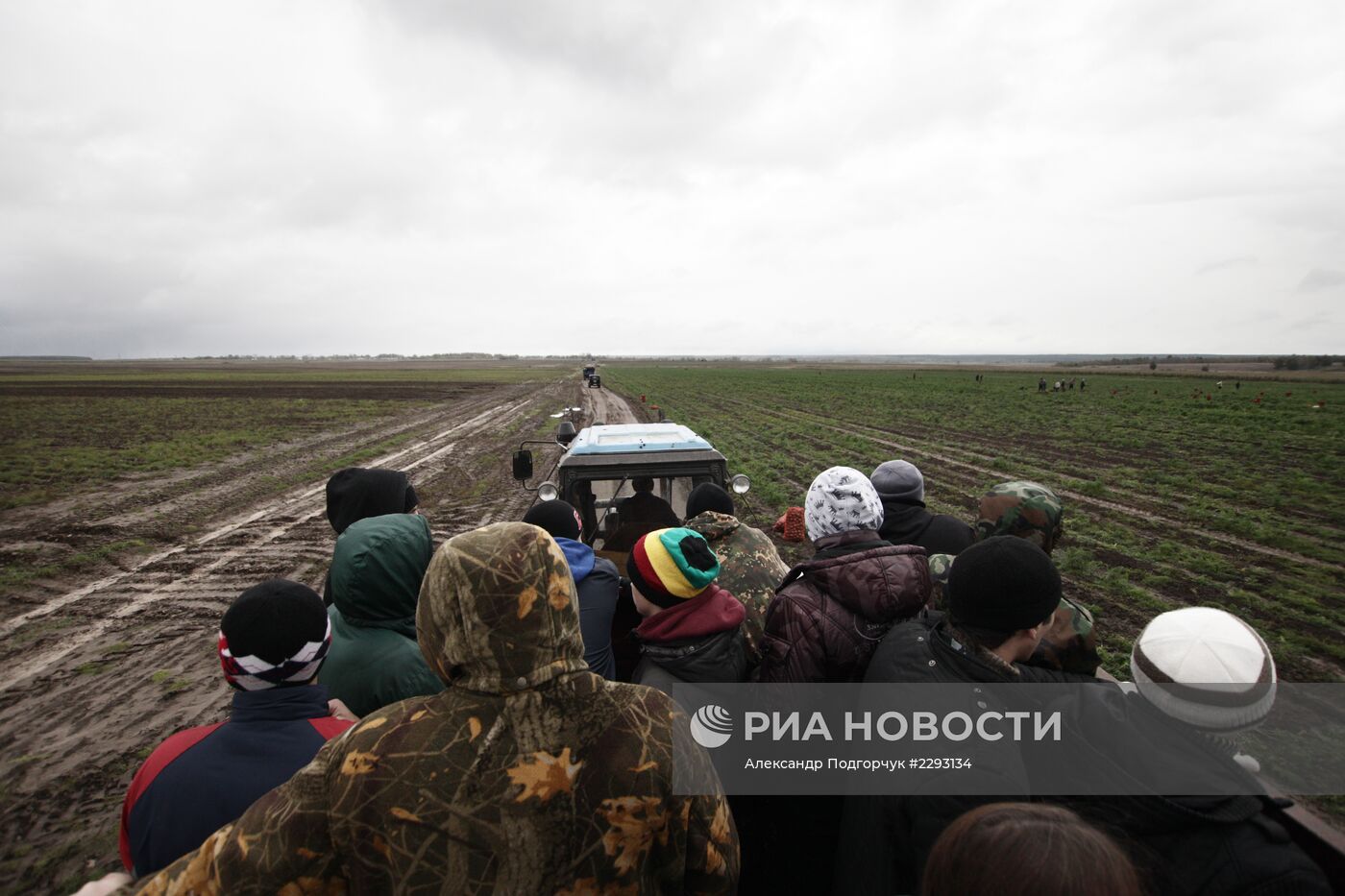 Студенты помогают убирать урожай во Владимирской области