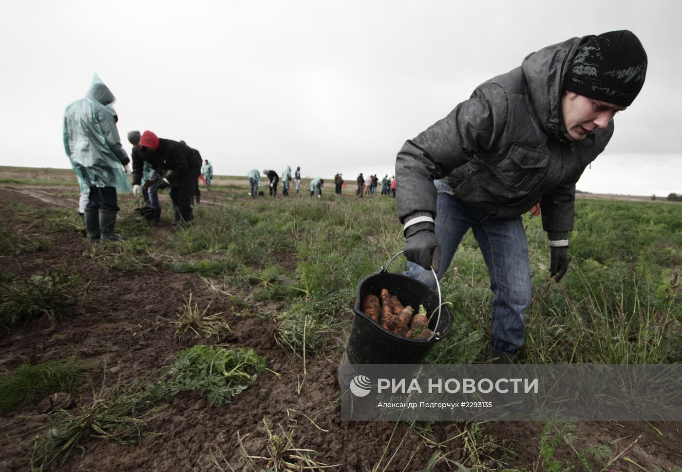 Студенты помогают убирать урожай во Владимирской области