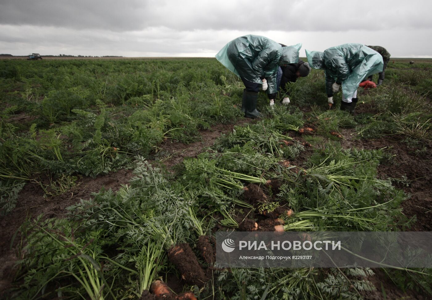 Студенты помогают убирать урожай во Владимирской области