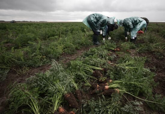 Студенты помогают убирать урожай во Владимирской области
