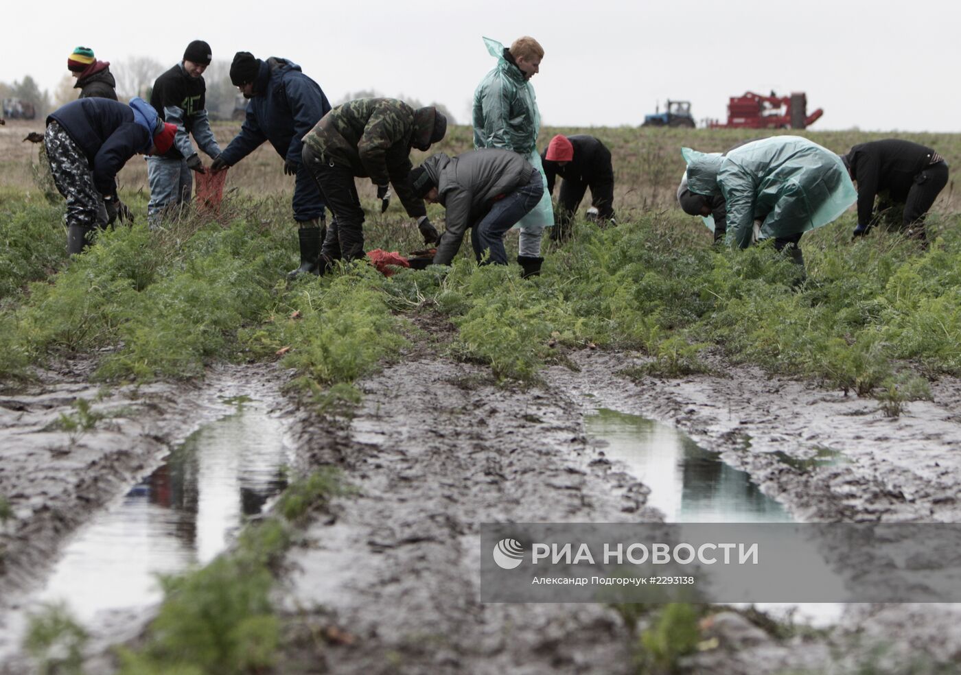 Студенты помогают убирать урожай во Владимирской области