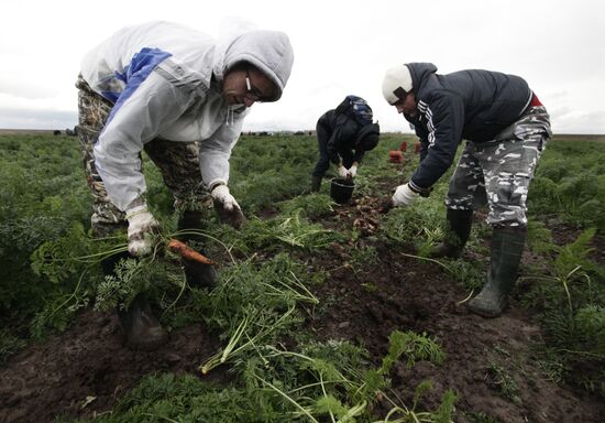 Студенты помогают убирать урожай во Владимирской области