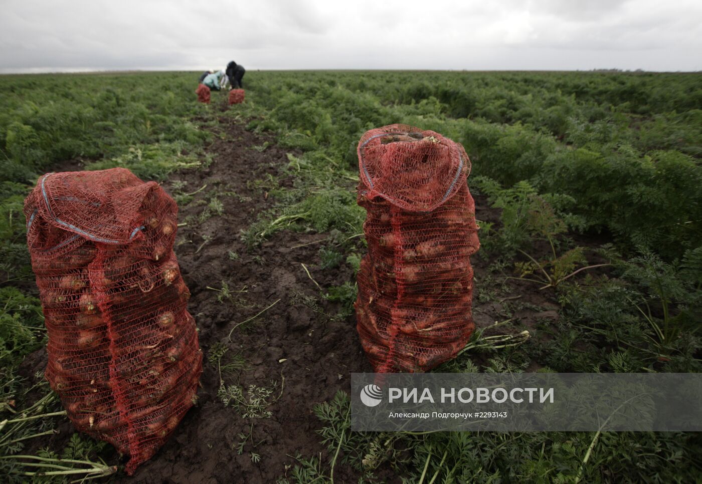 Студенты помогают убирать урожай во Владимирской области