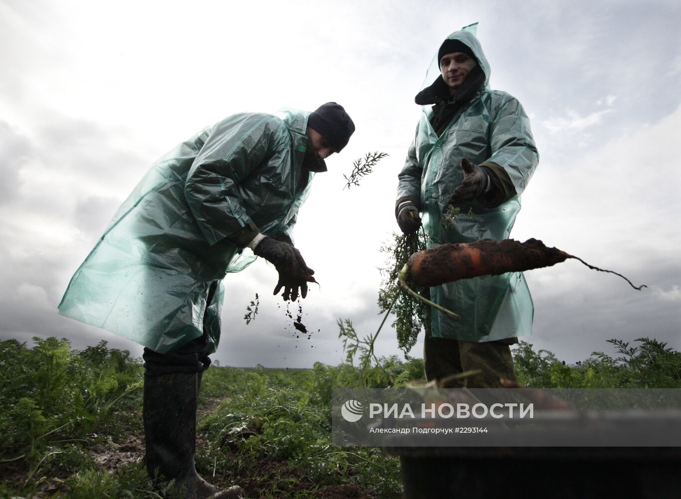 Студенты помогают убирать урожай во Владимирской области