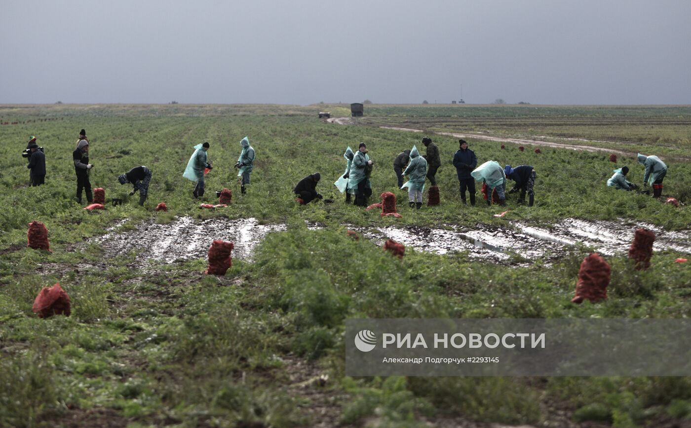 Студенты помогают убирать урожай во Владимирской области