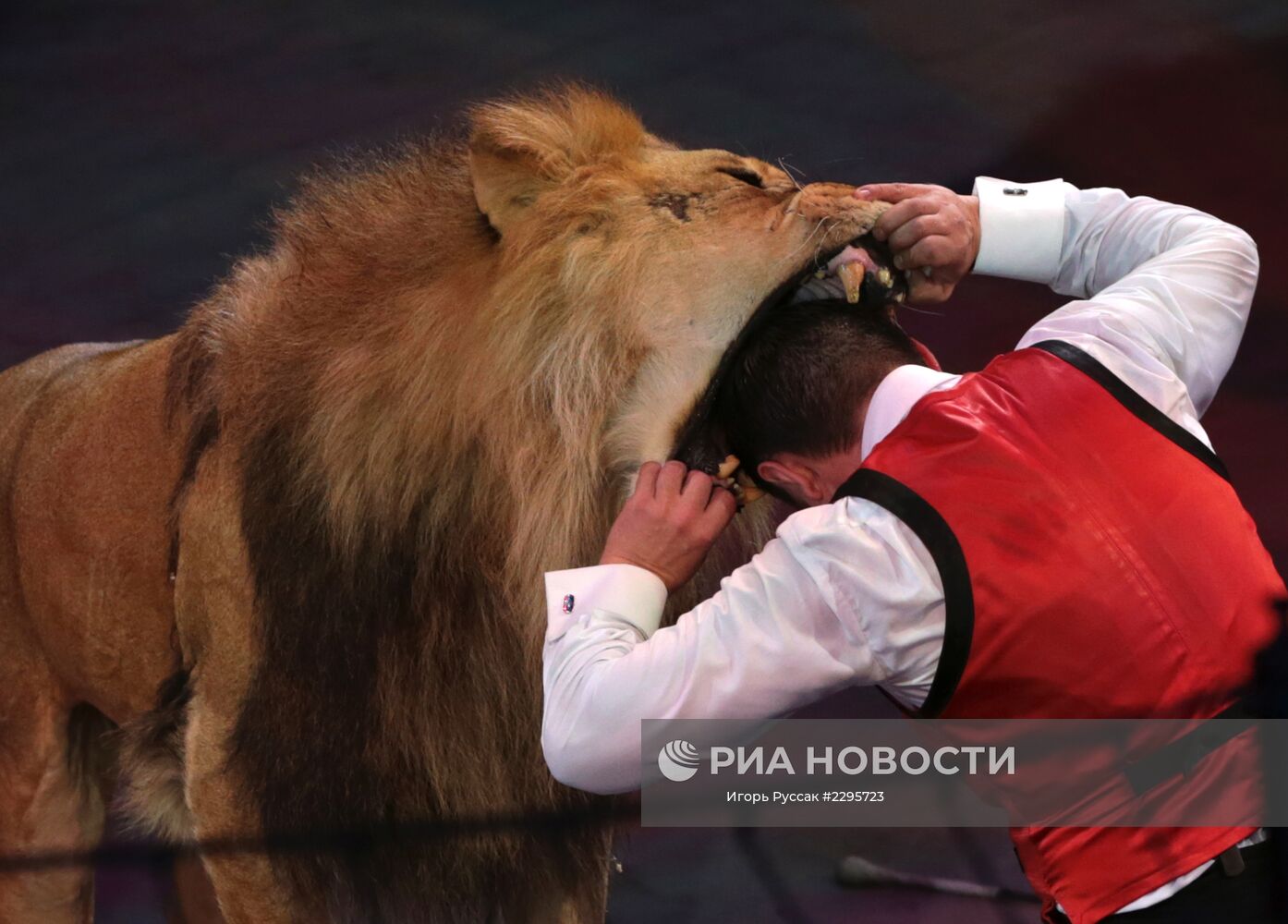 Укротитель зверей. Голова человека в пасти Льва. Лев и дрессировщик.