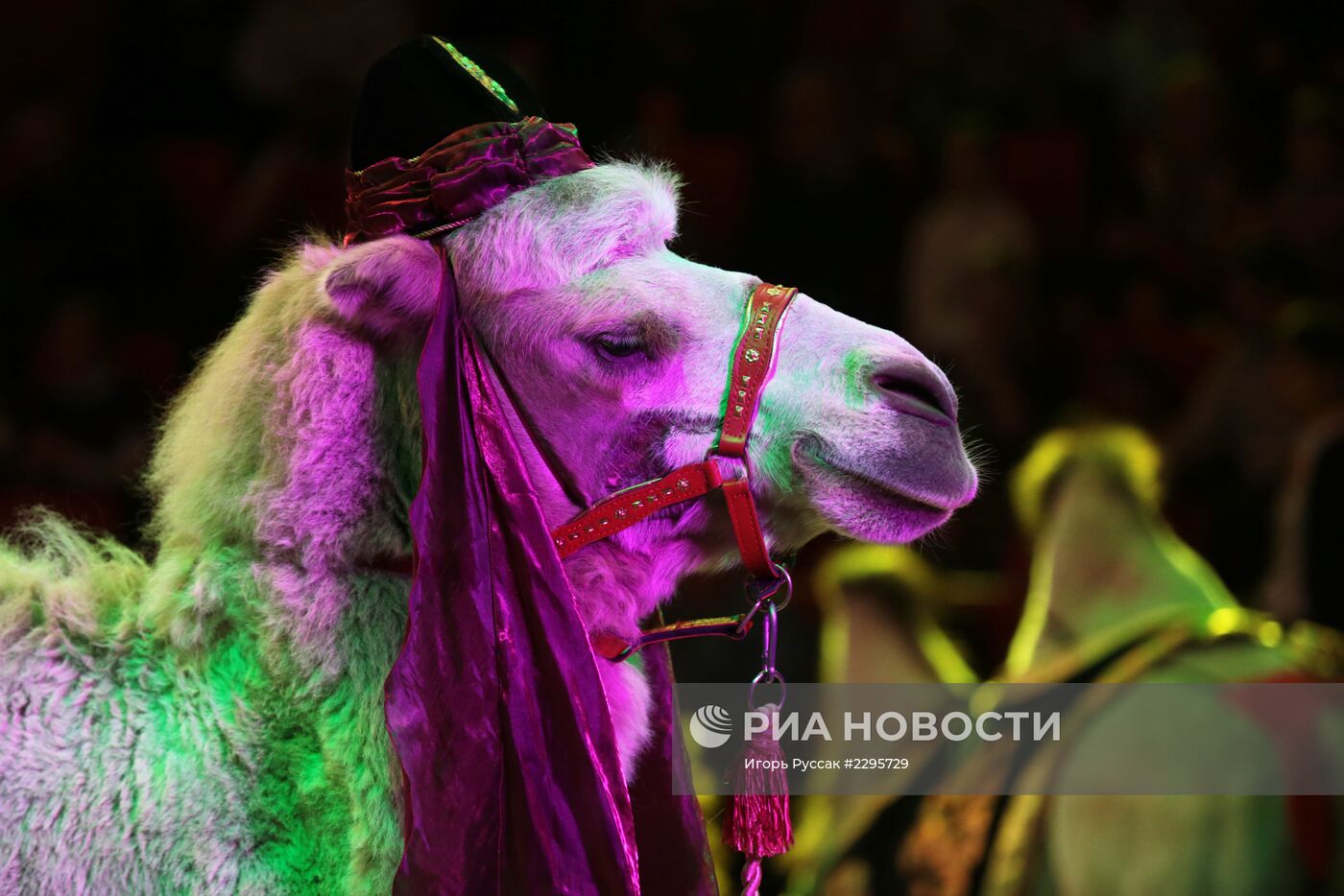 Прогон новой программы в цирке Славы Полунина