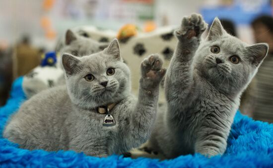 Международый фестиваль "Экспокот" 2013