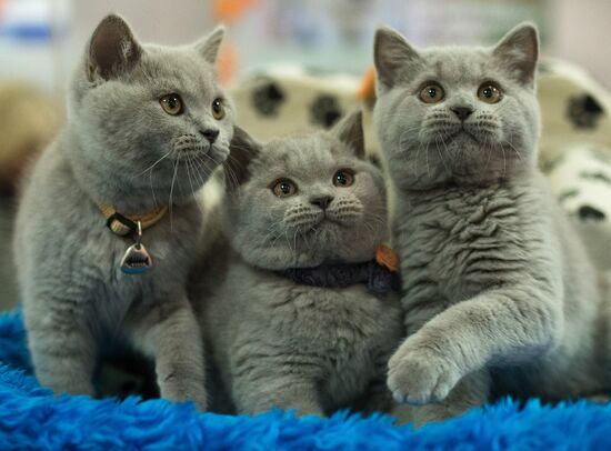 Международый фестиваль "Экспокот" 2013