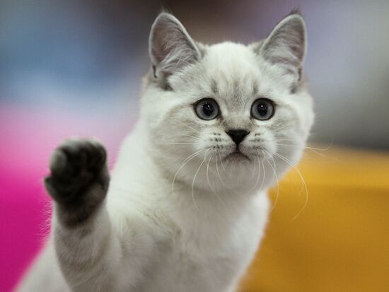 Международый фестиваль "Экспокот" 2013