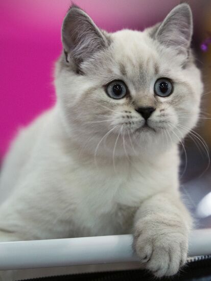 Международый фестиваль "Экспокот" 2013