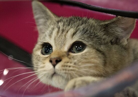 Международый фестиваль "Экспокот" 2013