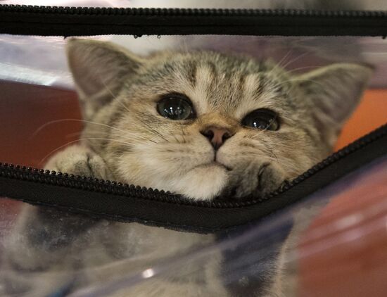 Международый фестиваль "Экспокот" 2013