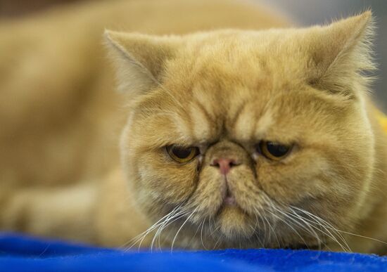 Международый фестиваль "Экспокот" 2013