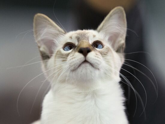 Международый фестиваль "Экспокот" 2013