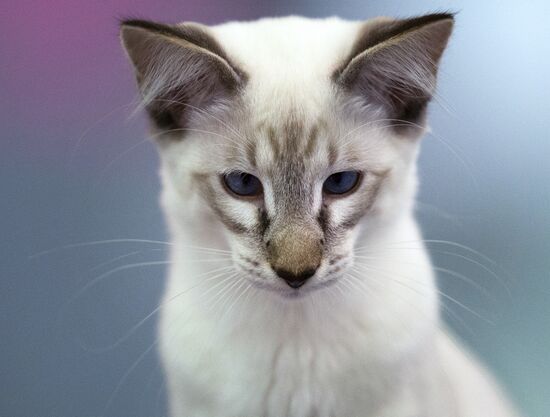 Международый фестиваль "Экспокот" 2013